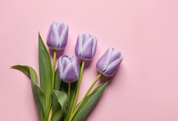 Fototapeta premium Elegant purple tulips on soft pink background with vibrant green leaves