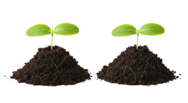 Two small plants growing from soil transparent background cutout png