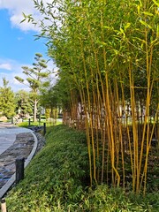 a park with young bamboo shoots 
