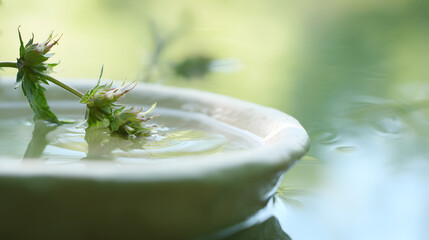 hyssop. A hyssop branch being dipped into a ceramic bowl of clear water. event programs, museum guides, designed for cultural heritage projects and event programs.