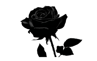Dark Rose Outline isolated on a transparent background