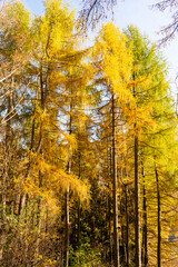 autumn in the forest