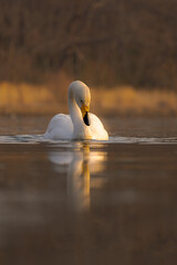 冬の朝の湖の白鳥。穏やかで平和な自然の場面。