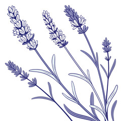 Delicate illustration of blooming lavender sprigs with thin stems and leaves in shades of purple and blue on a white background