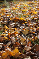 fallen autumn leaves