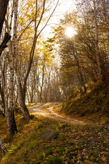 path in autumn forest