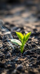 A young green plant sprouting from dark, moist soil with sunlight highlighting its vibrant leaves, symbolizing growth and new beginnings in nature