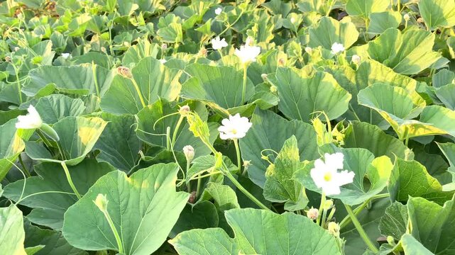 A close-up view of the first bottle gourd blossom surrounded by fresh green leaves,  bottle Gourd