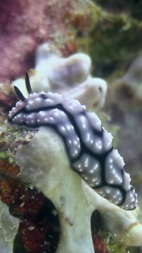 A close-up observes a Doris nudibranch crawling on a rock formation. This sea slug is located in the waters off of Anilao, Philippines. The underwater creature moves slowly in its habitat.