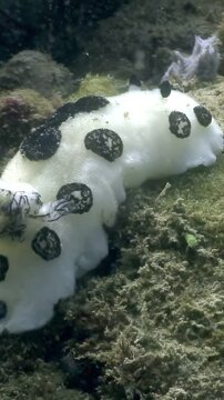A Jorunna parva sea slug, also known as a sea bunny due to its rabbit-like appearance, moves slowly across algae covered rocks on the sea floor in Japan. This creature is white with black spots.