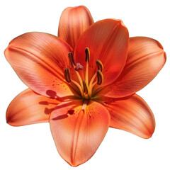 Lily isolated on transparent background