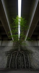A tree with lush green leaves and visible roots growing beneath a modern bridge structure, symbolizing nature thriving in urban environments