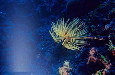 Sabella spallanzanii