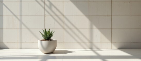 Minimalist interior featuring a potted plant with shadow play on a textured wall.