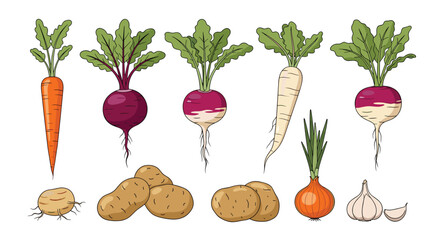 Comprehensive collection of fresh root vegetables including carrots beets turnips parsnips onions garlic and potatoes for healthy eating.