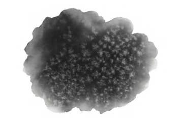 Abstract black watercolor stain with organic shape and textured inside, creating an inkblot splash on transparent background