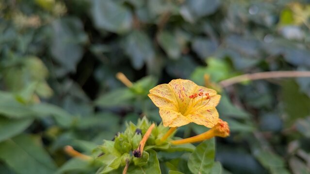 Wunderblume (Mirabilis jalapa)