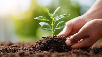 Nurturing young plant symbolizes growth and connection to nature, promoting mental health and wellness through gardening. This act fosters sense of peace and fulfillment