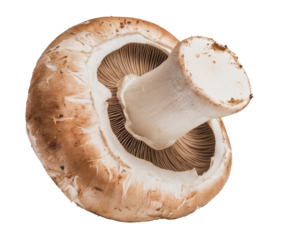 portobello mushroom on white background.