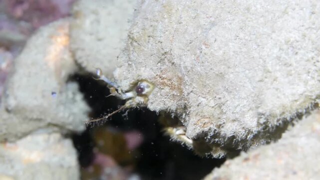 Underwater macro of Pegasus volitans, known as seamoth, crawling gracefully across sandy seabed, showcasing its wing-like fins and armored body in tropical reef habitat.