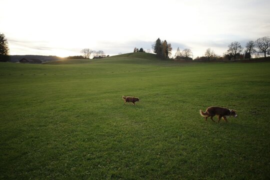 Two Dogs Running in a Green Field at Sunset