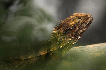 The Eastern Water Dragon or Intellagama lesueurii lesueurii is a large, semi-aquatic lizard native to the creeks, rivers, and lakes of eastern Australia.