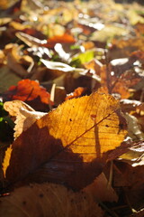 Close-up of golden autumn leaf backlit by sun