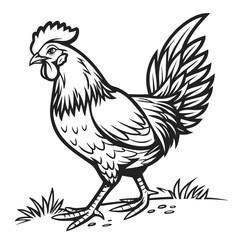 Black and white vintage rooster is standing elegantly on grass in a vector