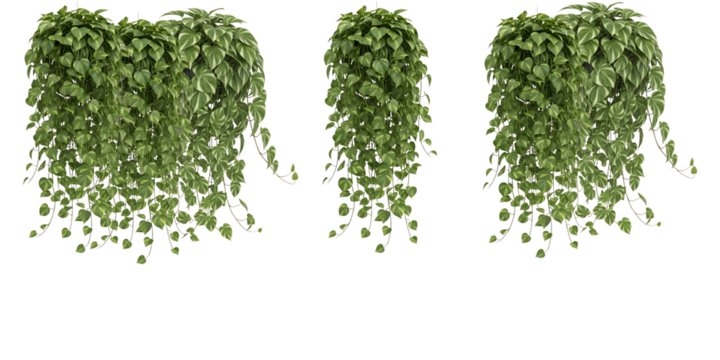 Three Hanging Green Plants A Collection of Decorative Ivy for Vertical Gardens and Design