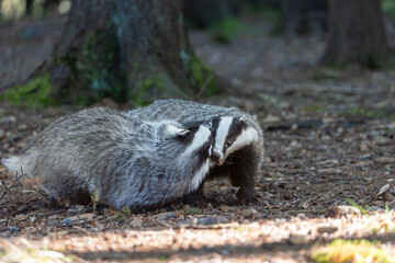 Pair of European badgers are fighting each other in the forest. Horizontally.