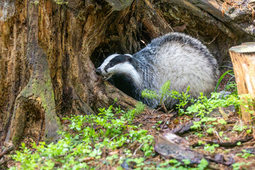 European badger with open mouth is posing in front of an  old stump in the  forest. Horizontally. 