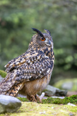 Timid Eurasian eagle owl (Bubo Bubo) is sitting in wildlife. Vertically. 