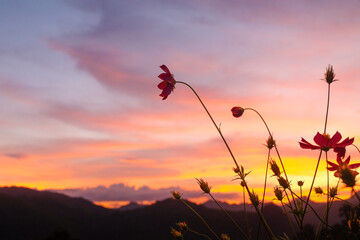 Cosmos flower and sunset sky at Doi Inthanon National Park, Chiang Mai, Thailand