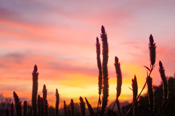 Silhouette of grass flower with sunset background, soft focus.