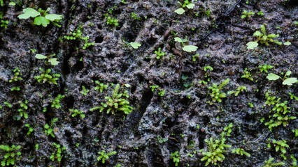 Moss on the bark of a tree. Close-up.