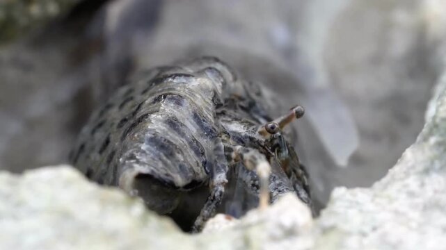 A close-up shows a Hermit Crab cautiously emerging from its shell within a light-colored, rocky crevice. The animal is speckled, with grey, brown, and black shades. It is on the beach during daytime.