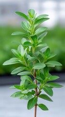 Fototapeta premium Greenhouse plants, flowering, in a greenhouse interior, overcast soft light, realistic style, productive mood, vibrant greens, centered composition, 85mm lens, detailed plants, high detail,