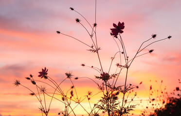 Cosmos flower and sunset sky at Doi Inthanon National Park, Chiang Mai, Thailand