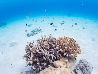 デバスズメダイ, Blue green damselfish, Chromis viridis, Blue green chromis,...