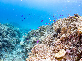 ハナゴイ, Purple queen, Amethyst anthias, Pseudanthias pascalus, ハタ科, デバスズメダイ, Blue green damselfish, Chromis viridis, Blue green chromis, スズメダイ科, 美しいサンゴ礁と熱帯魚の群れ。 安室島沖縄県 島尻郡慶良間諸島座間味島-2025 サンゴの産卵があり卵が漂う。沖縄