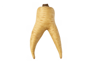 Funny parsnip developing legs and walking, fresh root vegetable with an anthropomorphic shape on transparent background