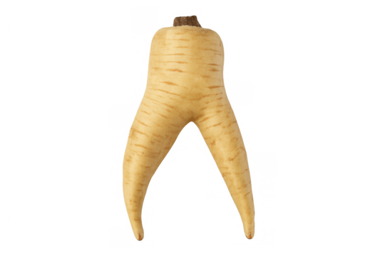 Funny parsnip developing legs and walking, fresh root vegetable with an anthropomorphic shape on transparent background