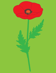 A vector art  of a poppy flower. 