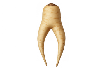 Parsnip root with human-like legs walking, depicting a funny anthropomorphic vegetable on transparent background