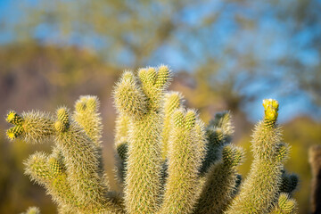 A Teddy Bear Cholla in Tucson, Arizona