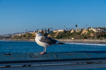 An American Herring Gull in San Clemente, California