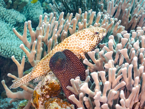 ハナビラウツボ, Turkey moray, Gymnothorax meleagris, ウツボ科,
カンモンハタ, Honeycomb grouper, Epinephelus merra, ハタ科,
美しいサンゴ礁と熱帯魚の群れ。
安室島沖縄県
島尻郡慶良間諸島座間味島-2025
サンゴの産卵があり卵が漂う。沖縄本島から40km西方の諸島。30以上の島嶼群全体が国立公園に指定。珊瑚礁の青い海