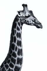 Monochrome portrait of a giraffe against white background.