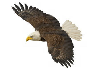 Bald eagle flying with wings spread, symbolizing freedom, power, and american wildlife on a transparent background