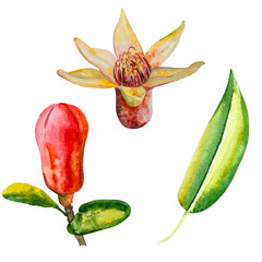 Pomegranate, hand-drawn watercolor illustration. Pomegranate fruits, pomegranate seeds, leaves, and flowers, hand-drawn in watercolor.